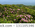 Azuma rhododendrons blooming on the Nakano-Okura Ridge of the Nasu Mountain Range 131105346