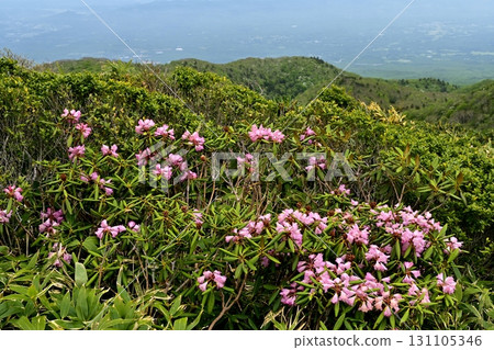 那須山脈中野大倉山脊上盛開的東杜鵑花 131105346