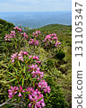 Azuma rhododendrons blooming on the Nakano-Okura Ridge of the Nasu Mountain Range 131105347
