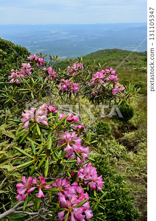 Azuma rhododendrons blooming on the Nakano-Okura Ridge of the Nasu Mountain Range 131105347