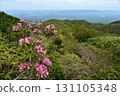 Azuma rhododendrons blooming on the Nakano-Okura Ridge of the Nasu Mountain Range 131105348