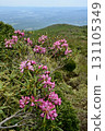 Azuma rhododendrons blooming on the Nakano-Okura Ridge of the Nasu Mountain Range 131105349