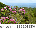 Azuma rhododendrons blooming on the Nakano-Okura Ridge of the Nasu Mountain Range 131105350