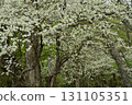 A forest of blooming Shiroyashio azaleas in the Nasu mountain range 131105351