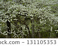 A forest of blooming Shiroyashio azaleas in the Nasu mountain range 131105353