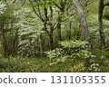 A forest of blooming Shiroyashio azaleas in the Nasu mountain range 131105355