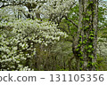 A forest of blooming Shiroyashio azaleas in the Nasu mountain range 131105356