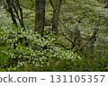 A forest of blooming Shiroyashio azaleas in the Nasu mountain range 131105357
