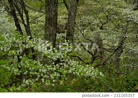 A forest of blooming Shiroyashio azaleas in the Nasu mountain range 131105357