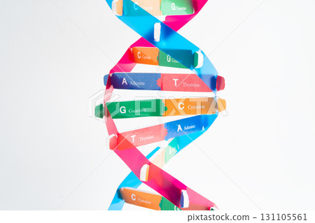 DNA molecule spiral structure model isolated on white background, chromosome and gene chemical science biology. 131105561