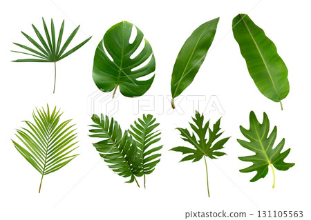 Banana, palm and momstera green leaf tropical plant isolated on white background. 131105563