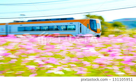 近鐵22000系列特快列車平穩行駛在波斯菊田上 131105951