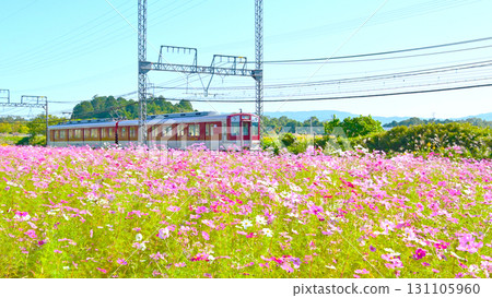 近鐵列車平穩地行駛在大波斯菊田野上 131105960