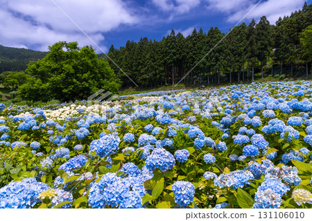 Michinoku Hydrangea Garden, a famous hydrangea spot in Maikawa Harazawa, Ichinoseki City, Iwate Prefecture. A field of blue hydrangeas and white Annabelle hydrangeas. 131106010