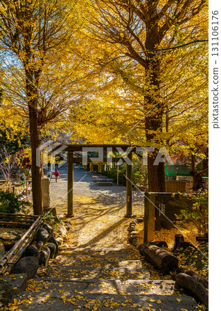 [Kanagawa Prefecture] Kamakura's Kuzuharaoka Shrine, home to the beautiful large ginkgo trees 131106176