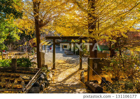 [Kanagawa Prefecture] Kamakura's Kuzuharaoka Shrine, home to the beautiful large ginkgo trees 131106177