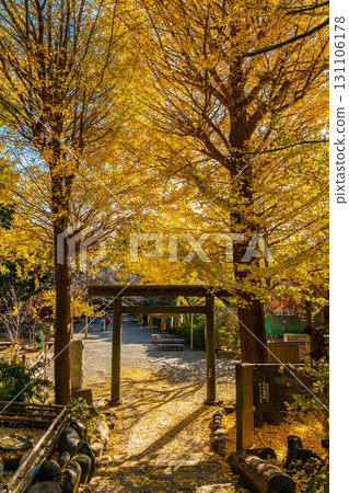 [Kanagawa Prefecture] Kamakura's Kuzuharaoka Shrine, home to the beautiful large ginkgo trees 131106178