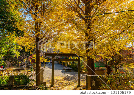 [Kanagawa Prefecture] Kamakura's Kuzuharaoka Shrine, home to the beautiful large ginkgo trees 131106179