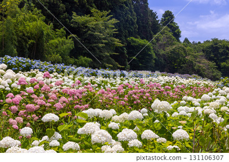陸奧繡球園是岩手縣一關市舞川原澤的繡球名勝。繡球花田裡有白色和粉紅色的安娜貝爾和藍色的繡球花。 陸奧繡球園是岩手縣一關市舞川原澤的繡球名勝。繡球花田裡有白色和粉紅色的安娜貝爾和藍色的繡球花。 131106307