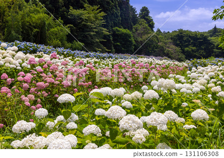 陸奧繡球園是岩手縣一關市舞川原澤的繡球名勝。繡球花田裡有白色和粉紅色的安娜貝爾和藍色的繡球花。 131106308