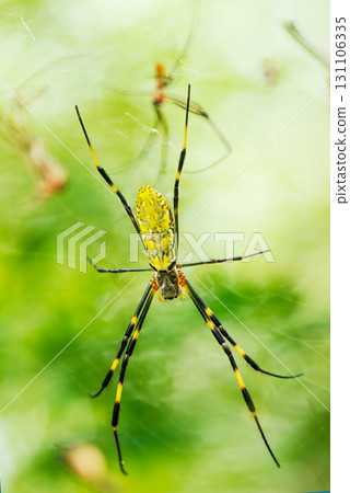 A female orb spider patiently waiting for prey in the center of the nest 131106335