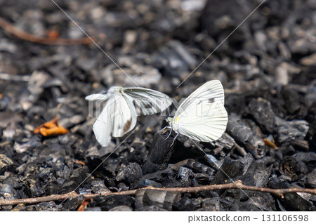 岩手縣一關市舞河原澤的繡球花名勝「陸奧繡球花園」的森林裡有兩隻菜粉蝶 131106598