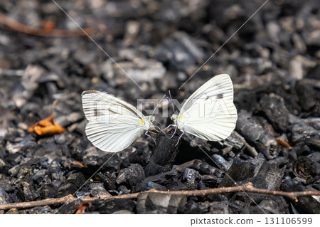 岩手縣一關市舞河原澤的繡球花名勝「陸奧繡球花園」的森林裡有兩隻菜粉蝶 131106599