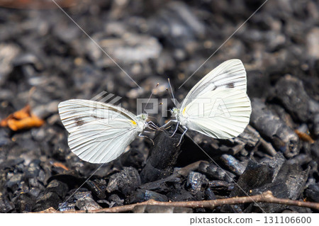 岩手縣一關市舞河原澤的繡球花名勝「陸奧繡球花園」的森林裡有兩隻菜粉蝶 131106600
