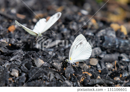 岩手縣一關市舞河原澤的繡球花名勝「陸奧繡球花園」的森林裡有兩隻菜粉蝶 131106601