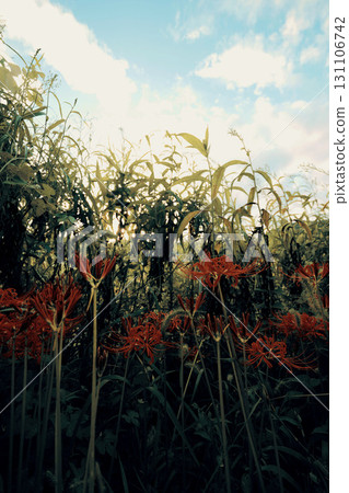 在陽光明媚的日子裡,簇生的孤挺花盛開 在陽光明媚的日子裡,簇生的孤挺花盛開 131106742