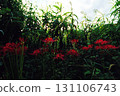 Beautiful cluster amaryllis blooming under the weeds 131106743