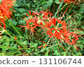 A close-up of beautifully blooming red spider lilies 131106744