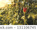 The secretly blooming cluster amaryllis buds 131106745