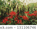 Many beautifully blooming red spider lilies 131106746