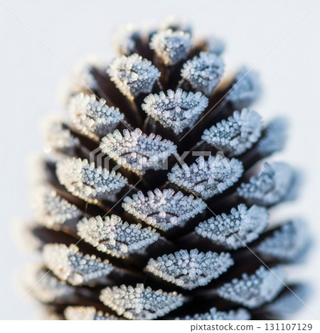 Macro Shot of a Pine Cone Covered in Frost Against a Soft White Background Macro Shot of a Pine Cone Covered in Frost Against a Soft White Background 131107129