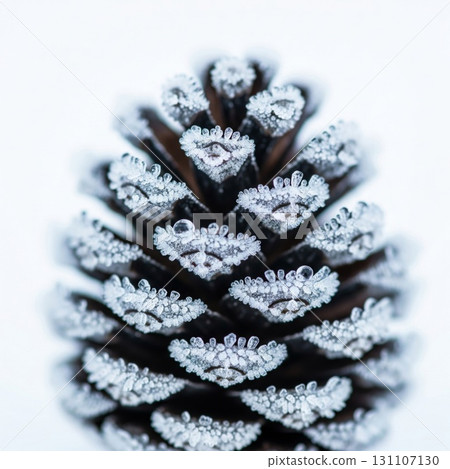 Close Up of Frost Covered Pinecone on White Background in Winter Season 131107130