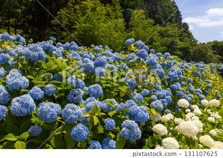 陸奧繡球園是岩手縣一關市舞川原澤的繡球名勝。繡球花田裡有白色的安娜貝爾和藍色的繡球花。 131107625