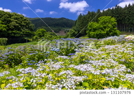 Michinoku Hydrangea Garden, a famous hydrangea spot in Maikawa Harazawa, Ichinoseki City, Iwate Prefecture. Views of hydrangeas such as lacecap hydrangeas and Annabelle hydrangeas in the hydrangea fields. 131107976