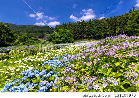 陸奧繡球園是岩手縣一關市舞川原澤的繡球名勝。繡球花田裡的蕾絲繡球花、安娜貝爾繡球花等繡球花的景色。 131107979