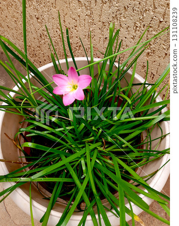 Pink Rain Lilly in Flower Pot Pink Rain Lilly in Flower Pot 131108239