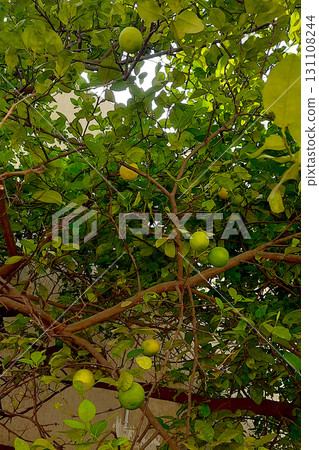 Ripe Lemons Galore on Tree 131108244
