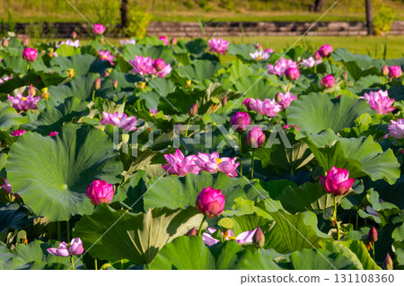 A colony of ancient lotus flowers in the lotus pond at Heisei no Mori Park in Shimoyatsubayashi, Kawajima-cho, Hiki-gun, Saitama Prefecture 131108360