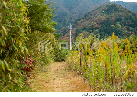 A straight road in the mountains of Oku-Nikko in autumn A straight road in the mountains of Oku-Nikko in autumn 131108396