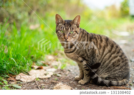 Cat looking back Cat looking back 131108402