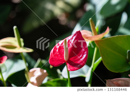 火鶴花 花燭屬植物 植物 特寫 微距 anthurium flamingo flower アンスリウ 131108446