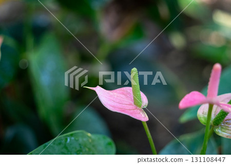anthurium flamingo flower アンスリウ 131108447