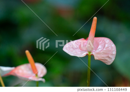 火鶴花 花燭屬植物 植物 特寫 微距 anthurium flamingo flower アンスリウ 131108449