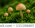Small beige mushrooms sprouting from lush moss in a forest, macro shot with shallow depth 131108465