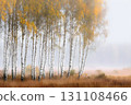Slender birch grove in soft autumn fog, golden leaves and white bark rising above a tawny meadow 131108466