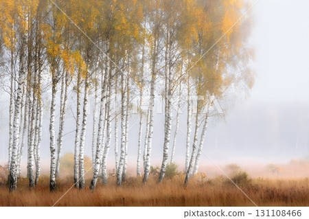 Slender birch grove in soft autumn fog, golden leaves and white bark rising above a tawny meadow 131108466